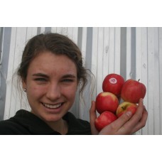 PINK CRISP APPLES 1KG BAG